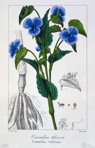 Commelina tuberosa, pub. 1836 de Panacre Bessa