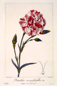 Dianthus caryophyllus