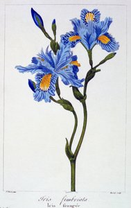 Iris con flecos, pub. 1836