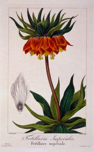 Fritillaria imperialis de Panacre Bessa