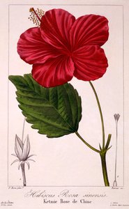 Hibisco: H. rosa-sinensis de Panacre Bessa