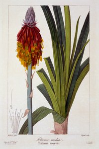 Kniphofia, pub. 1836