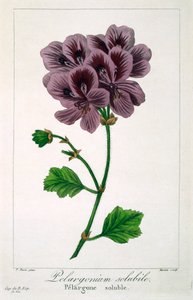 Pelargonium, pub. 1836 de Panacre Bessa