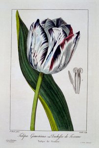 Tulipán: Duquesa de Toscana, pub. 1836 de Panacre Bessa