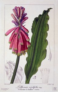 Veltheimia viridifolia, pub. 1836 de Panacre Bessa
