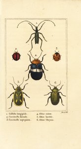 Callidium longipes 1, mariquitas, Jauravia dorsalis 2, Coccinella septempunctata 3, escarabajos pulga, Altica cincta 4, Altica emarginata 5, y Altica chrysis 6 de Pancrace (after) Bessa