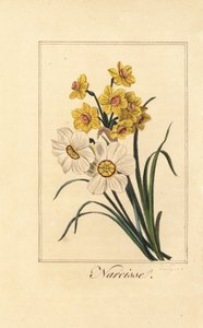 Variedades de narciso, Narcissus poeticus y Narcissus pseudonarcissus de Pancrace (after) Bessa