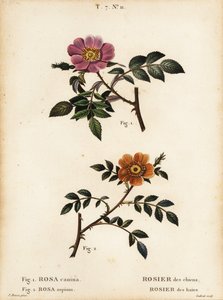 Rosa canina, Rosier des chiens 1, y rosa de hojas pequeñas, Rosa sepium, Rosa agrestis, Rosier des haies 2 de Pancrace (after) Bessa