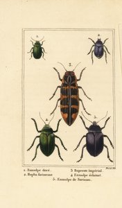 Escarabajo de dogbane, Chrysochus auratus 1, Hoplia argentea 2, escarabajo joya de banksia, Cyrioides imperialis 3, Eumolpus fulgidus 4, y Eumolpus surinamensis 5 de Pancrace (after) Bessa