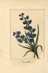 Jacinto, jacinthe, Hyacinthus orientalis