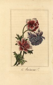 Anémona de amapola híbrida, Anemone coronaria de Pancrace (after) Bessa