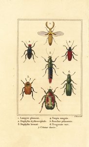 Escarabajo Lampyris, escarabajo rove, Staphylinus erythropterus 2, especies de Staphylinus 3, Ampedus sanguineus 4, Silpha pedemonta 5, Temnoscheila virescens 6, y escarabajo rosa, Cetonia aurata 7 de Pancrace (after) Bessa