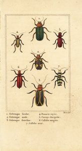 Escarabajos de hoja, especies de Galeruca 1, Aulacophora analis 2, Cyclotrypema furcata 3, Donacia vittata 4, escarabajo de corteza plana, Cucujus clavipes 5, Pyrrhidium sanguineum 6 y Chlorophorus varius 7 de Pancrace (after) Bessa