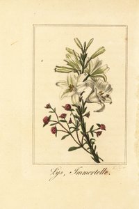 Lirio y siempreviva roja, Lys et immortelle, Lilium candidum y Helichrysum sanguineum de Pancrace (after) Bessa
