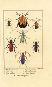 Escarabajo de malaquita, Malachius bipustulatus 1, escarabajos de alas de red, Lycus melanurus 2, Lycus punctatus 3, Saperda punctata 4, especies de Saperda 5, Trichodes octopunctatus 6 y Trichodes apiarius 7 de Pancrace (after) Bessa