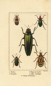 Escarabajo de pantano, Elodes 1, escarabajo Harpalus 2, escarabajo joya, Buprestis 3, escarabajo pulga, Altica famelica 4, y escarabajo de rosa, especies de Cetonia 5 de Pancrace (after) Bessa