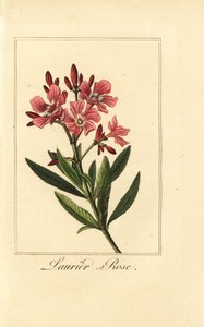 Adelfa, Laurier-rose, Nerium oleander de Pancrace (after) Bessa
