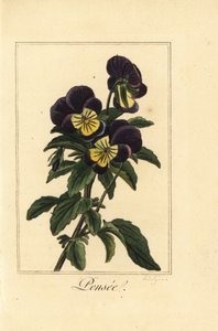 Pensamiento, Viola tricolor var de Pancrace (after) Bessa