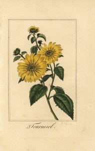 Girasol, Helianthus annuus