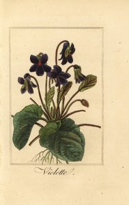 Violeta dulce, Violette, Viola odorata