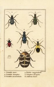 Escarabajos tigre, Cicindela sinuata 1, Cicindela campestris 2, Cicindela sexguttata 3, Nitidula sanguinolenta 4, escarabajo de alfombra variado, Telephore flavipede 5, Anthrenus verbasci 6 de Pancrace (after) Bessa