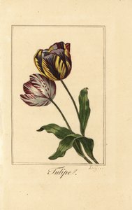 Variedades de tulipán, tulipe, Tulipa gesneriana de Pancrace (after) Bessa