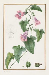 Maurandia semperflorens (Botánica) de Pancrace Bessa