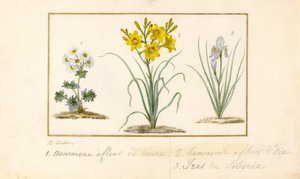 Anémona, Hemerocale e Iris de Pancrace Bessa