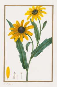 Susan de ojos negros, 1828-1835 de Pancrace Bessa