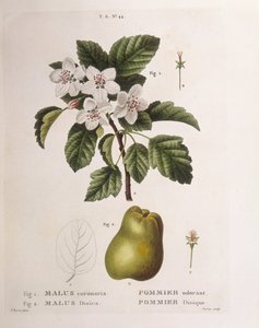 Manzano silvestre (Malus coronaria), Henry Louis Duhamel du Monceau, placa botánica por Pancrace Bessa de Pancrace Bessa