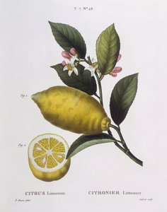 Limón (Citrus limonium), Henry Louis Duhamel du Monceau, lámina botánica por Pancrace Bessa