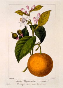 Naranja dulce: Citrus sinensis var. Bigaradia violacea, 1836 de Pancrace Bessa