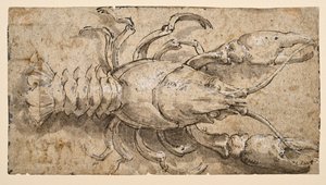 cangrejo de río (anverso) de Parmigianino