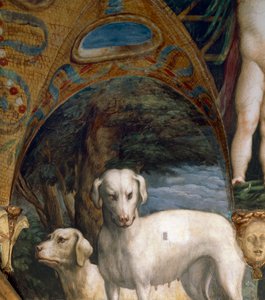 Par de perros, (detalle) del Mito de Diana y Acteón, fresco, lado norte de la Sala de Diana y Acteón, Rocca Sanvitale, Fontanellato, cerca de Parma, Italia, circa 1524