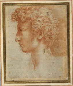 Perfil de un joven de Parmigianino