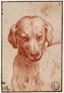 Cabeza de un Perro de Parmigianino