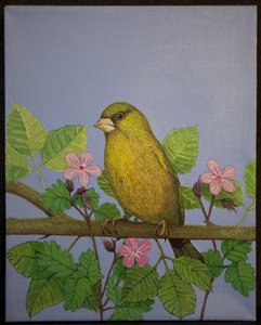 Verderón, 2016 de Pat Scott