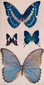 Algunas de las mariposas de Rios, 1914 de Patten Wilson