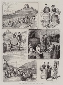 La vendimia en el cantón de Vaud