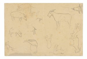 Bocetos de varios animales y cabeza (anverso), Bocetos de cabeza, figura de perfil, detalles anatómicos y animales (reverso)