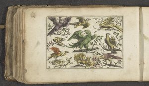 Ave de rapiña y otras diez aves Pájaros (título de la serie) de Paul Göttich