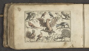 Ave rapaz, otras nueve aves y un murciélago Pájaros (título de la serie)