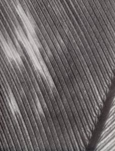 Pluma (foto en blanco y negro)