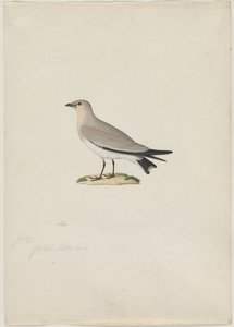 Pequeña Pratincola Glareola lactea, 1800s