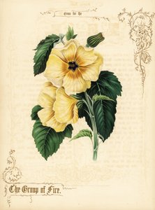 Flores y follaje de hibisco amarillo. de Paul Jerrard