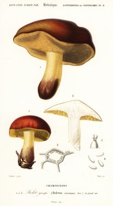 Boletus circinans, 1849 (grabado)