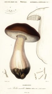 Cep, penny bun, porcino o hongo porcini, Boletus edulis. ,1849 (grabado)