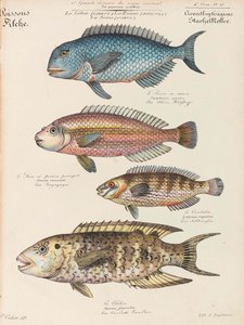Curso de historia natural de Paul Louis Oudart