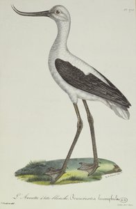 Avoceta de cabeza blanca, principios del siglo XIX de Paul Louis Oudart