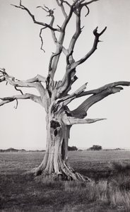 Árbol muerto, Romney Marsh de Paul Nash